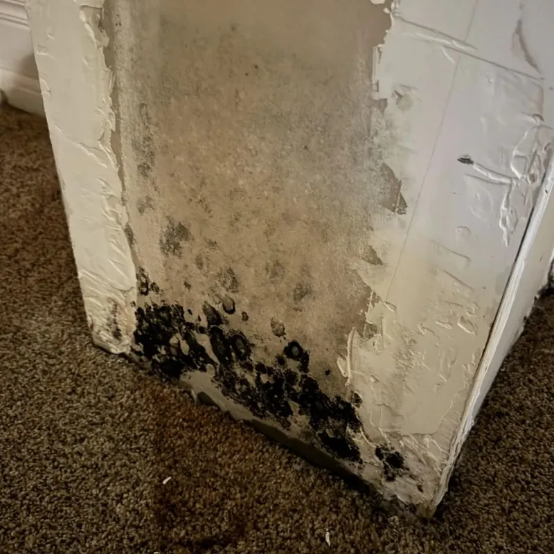 Professional Mold Removal in Nashville, GA